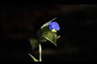 鴨跖草-花33.jpg