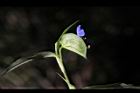 鴨跖草-花34.jpg