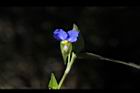 鴨跖草-花35.jpg