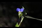 鴨跖草-花36.jpg