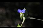 鴨跖草-花37.jpg