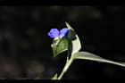 鴨跖草-花38.jpg
