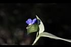 鴨跖草-花39.jpg