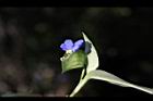 鴨跖草-花40.jpg