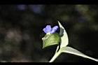 鴨跖草-花41.jpg