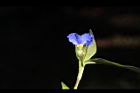 鴨跖草-花42.jpg