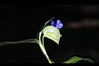 鴨跖草-花43.jpg