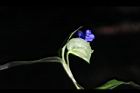 鴨跖草-花44.jpg