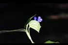 鴨跖草-花45.jpg