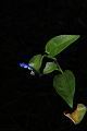 鴨跖草-花49.JPG