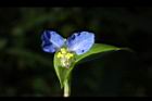 鴨跖草-花50.JPG
