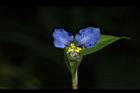 鴨跖草-花51.JPG