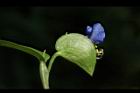鴨跖草-花52.JPG