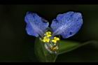鴨跖草-花53.JPG