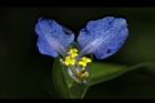 鴨跖草-花54.JPG