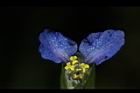 鴨跖草-花55.JPG