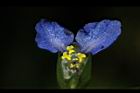 鴨跖草-花56.JPG