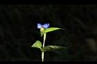 鴨跖草-花57.JPG