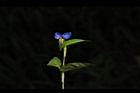 鴨跖草-花58.JPG