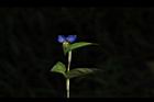 鴨跖草-花59.JPG