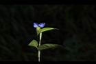 鴨跖草-花60.JPG