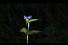 鴨跖草-花61.JPG
