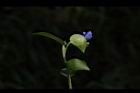 鴨跖草-花62.JPG