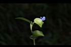 鴨跖草-花63.JPG