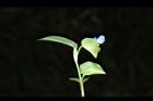 鴨跖草-花64.JPG