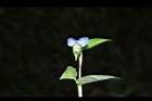 鴨跖草-花65.JPG