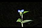 鴨跖草-花66.JPG