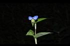 鴨跖草-花67.JPG