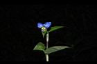 鴨跖草-花68.JPG