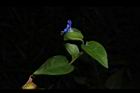 鴨跖草-花69.JPG
