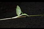 鴨跖草-花70.JPG