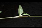 鴨跖草-花71.JPG