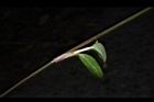 鴨跖草-花73.JPG