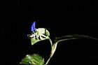 鴨跖草-花75.JPG