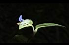 鴨跖草-花76.JPG