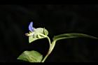 鴨跖草-花77.JPG
