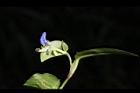 鴨跖草-花78.JPG