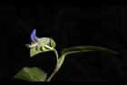 鴨跖草-花79.JPG