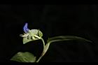 鴨跖草-花80.JPG