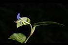鴨跖草-花81.JPG