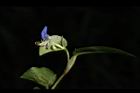 鴨跖草-花82.JPG