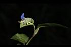 鴨跖草-花83.JPG