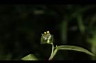 鴨跖草-花84.JPG