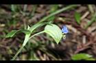 鴨跖草-花85.JPG