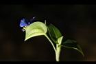 鴨跖草-花87.JPG