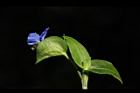 鴨跖草-花88.JPG